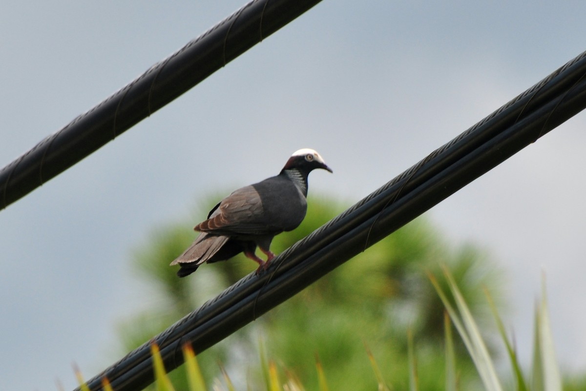 White-crowned Pigeon - ML133717791