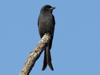 成鳥 (Blackish) - Sanjay Malik - ML133717891