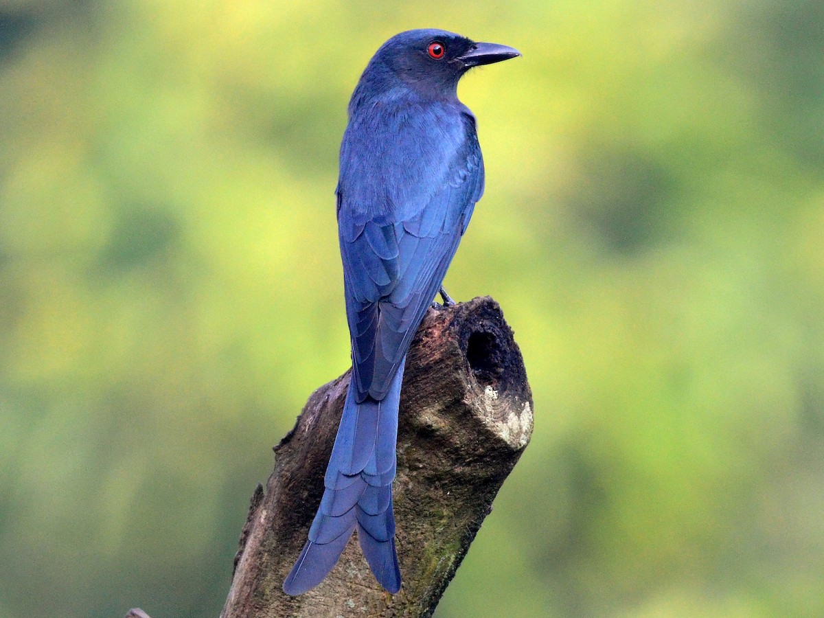 Ashy Drongo Dicrurus Leucophaeus Birds Of The World