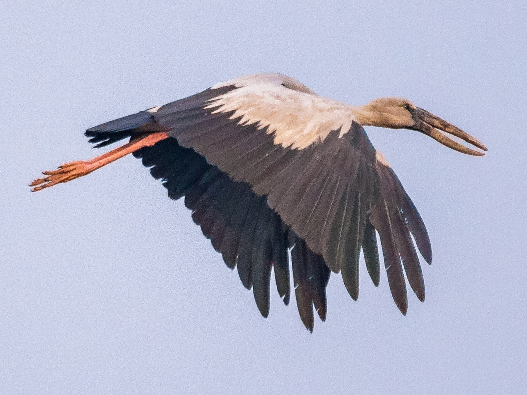 Asian Openbill - Indranil Bhattacharjee