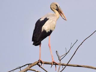  - Asian Openbill