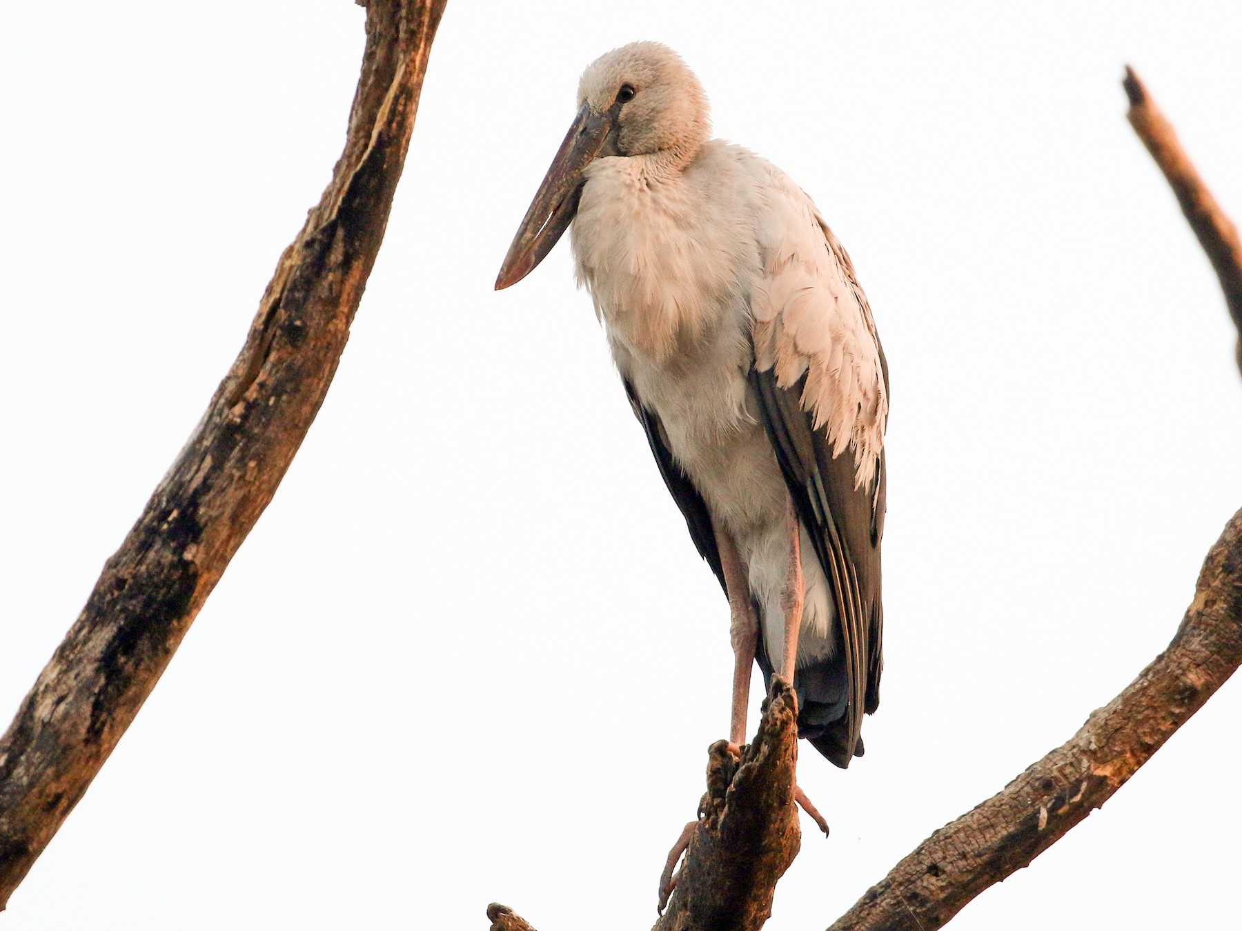 Asian Openbill - Michael Weaver