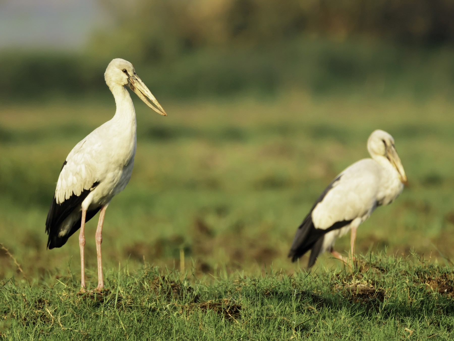 Asian Openbill - Ramesh Desai