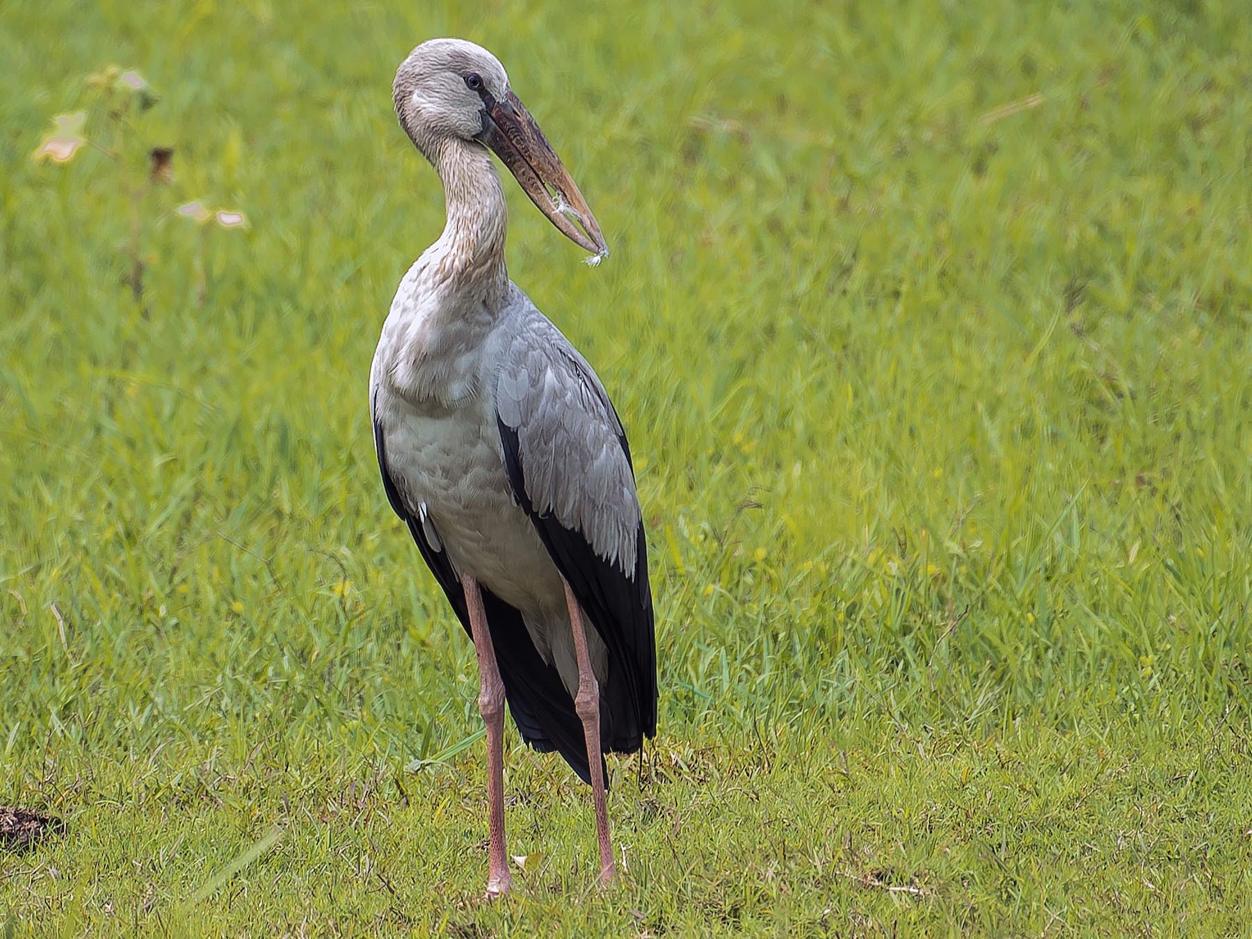 Asian Openbill - Hemant Kirola