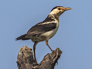 Молодая птица - Kavi Nanda - ML133719511