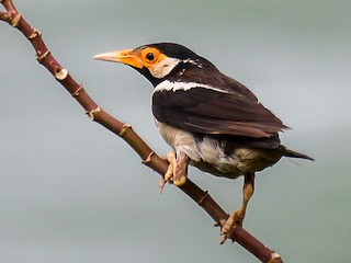  - Indian Pied Starling