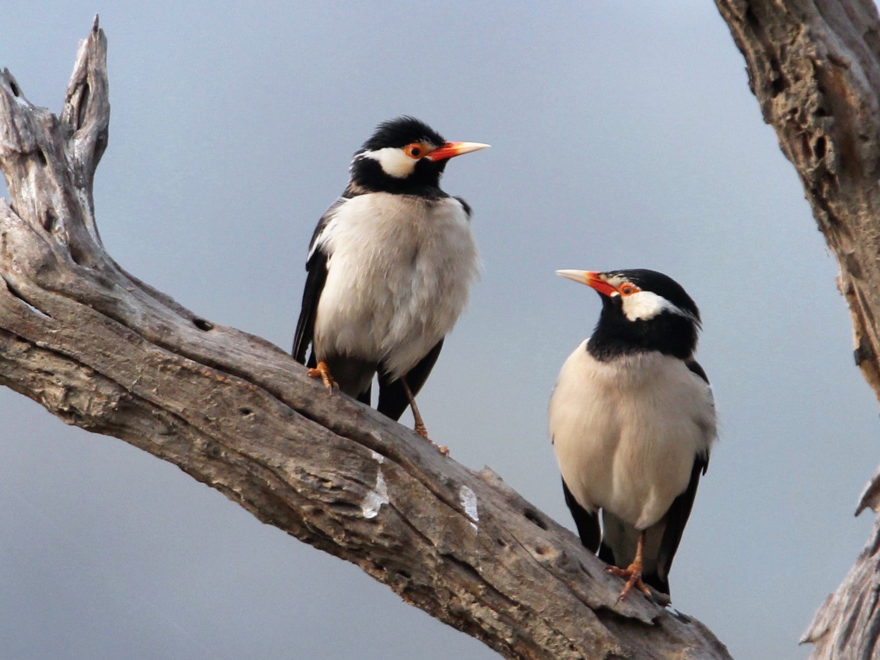 Indian Pied Starling - Robert Gowan