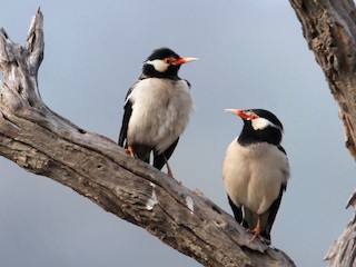  - Indian Pied Starling