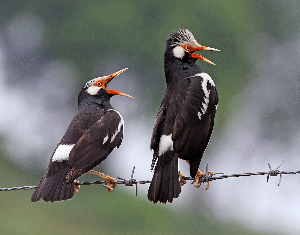 Siamese Pied Starling - eBird