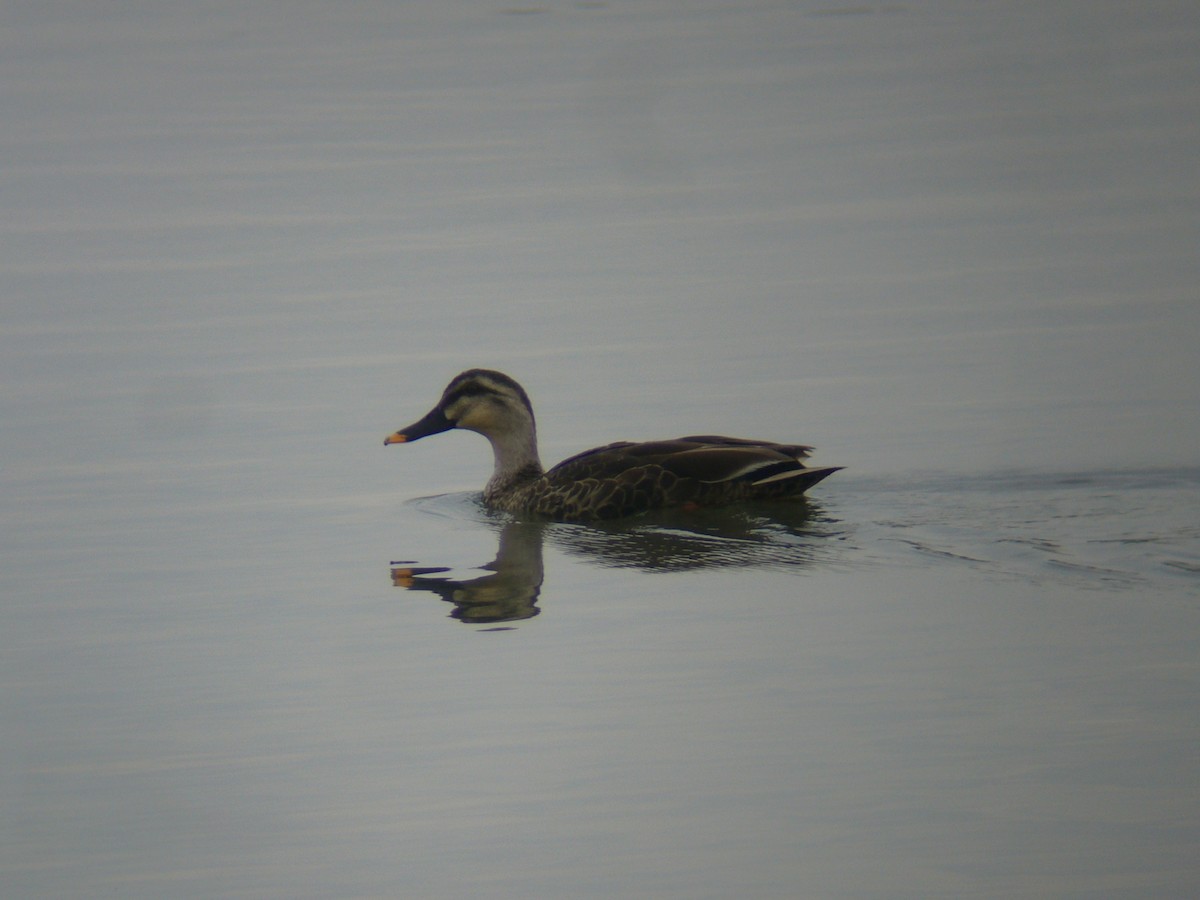 Eastern Spot-billed Duck - ML133719801