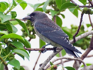Молодая птица - Sandip Das - ML133719921