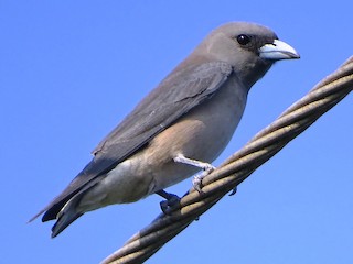  - Ashy Woodswallow