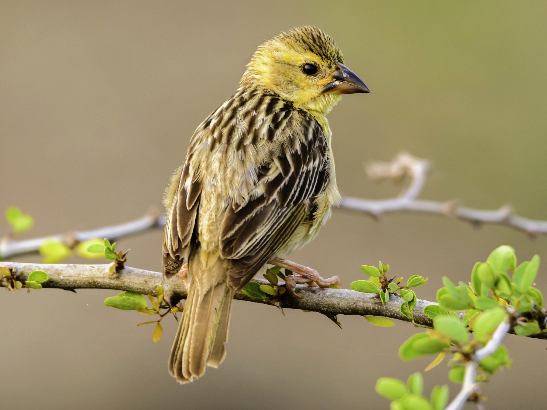 Baya Weaver - Ramesh Desai