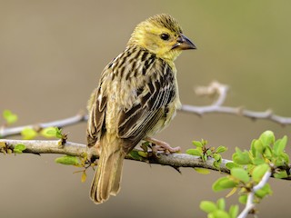 雌鳥/非繁殖期雄鳥 - Ramesh Desai - ML133720601