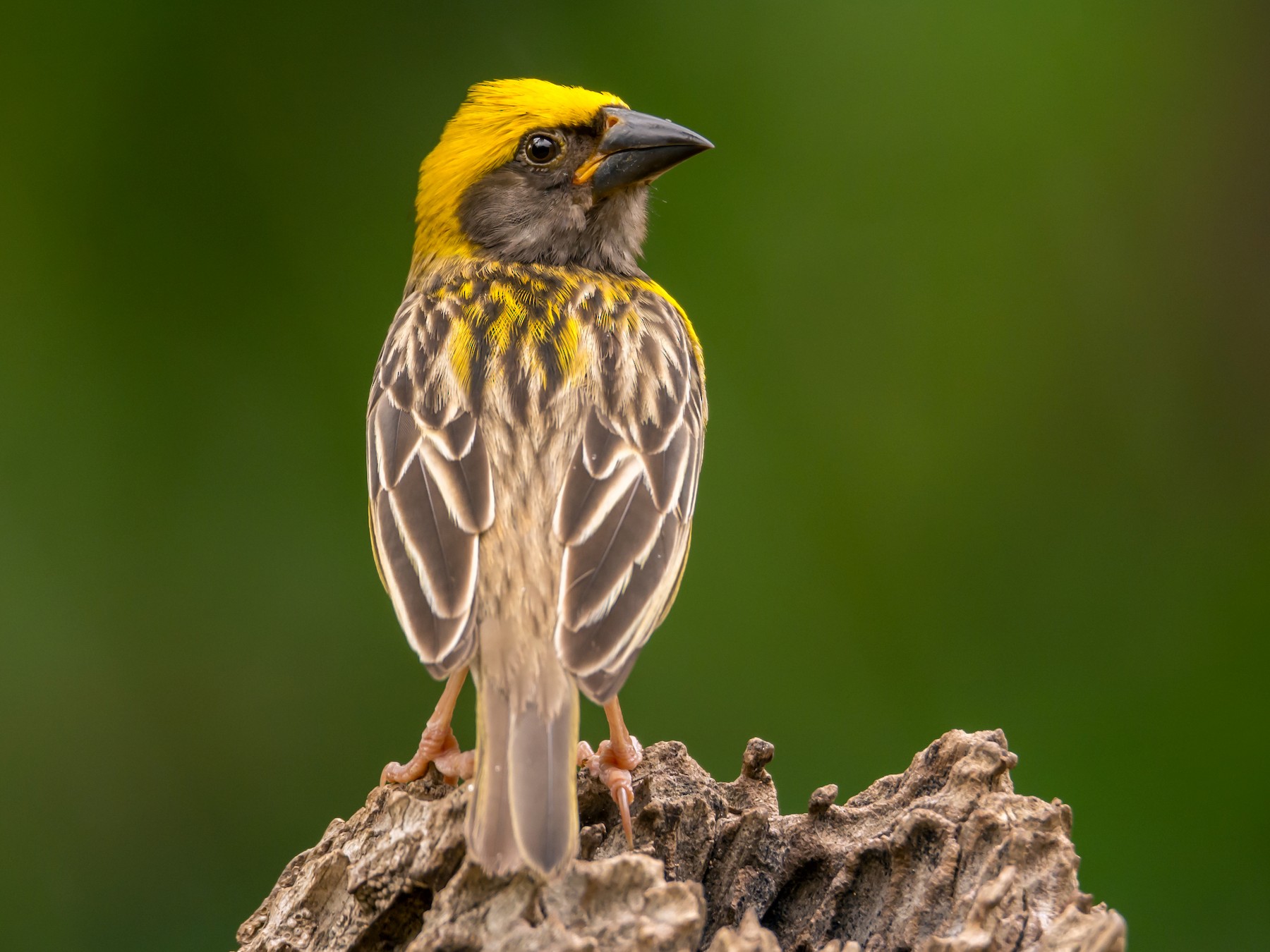 Baya Weaver - Ramesh Desai