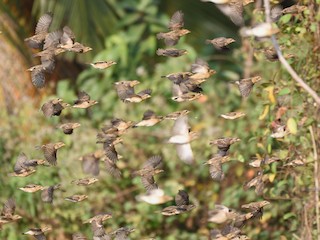 キムネコウヨウジャク - eBird