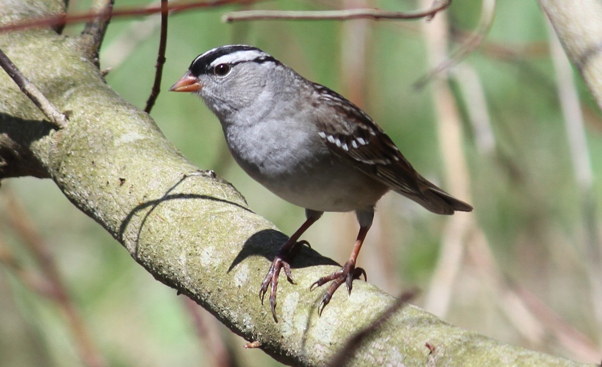 White-crowned Sparrow - ML133721181