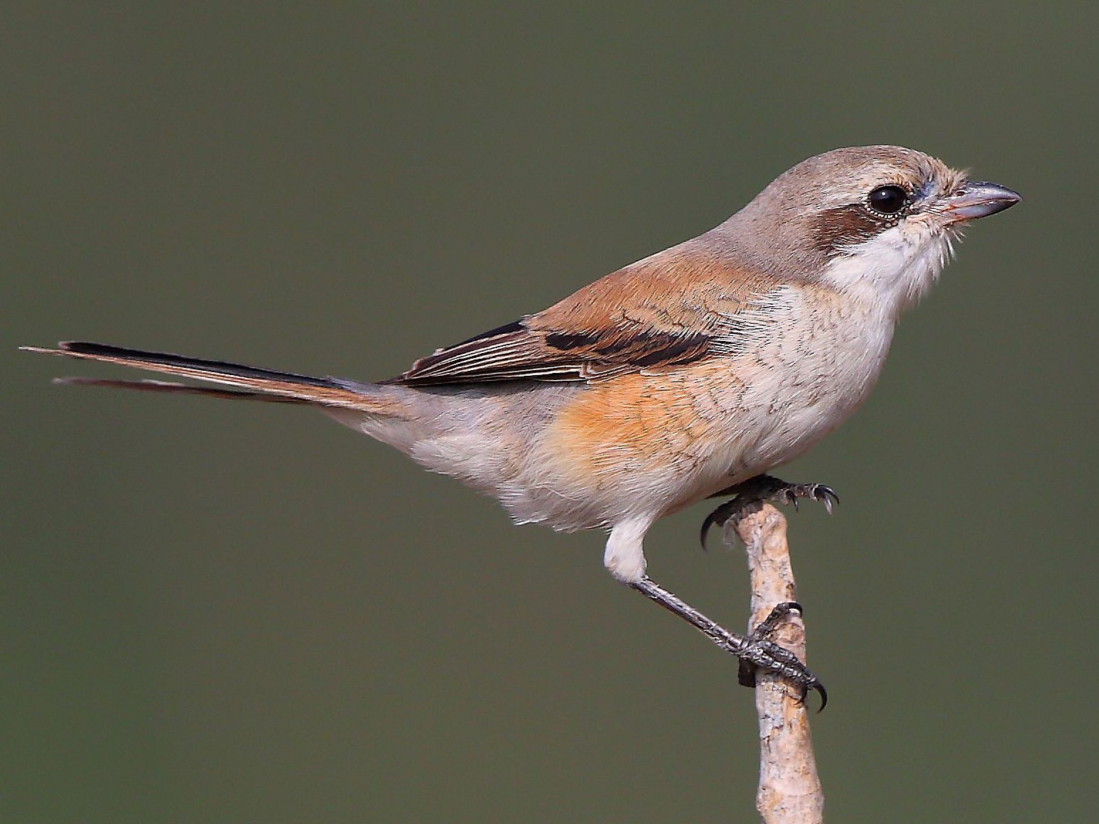 Alcaudón dorsicastaño - eBird