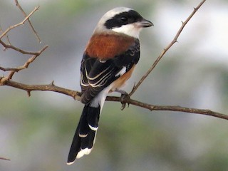 นกเต็มวัย - Selvaganesh K - ML133721751