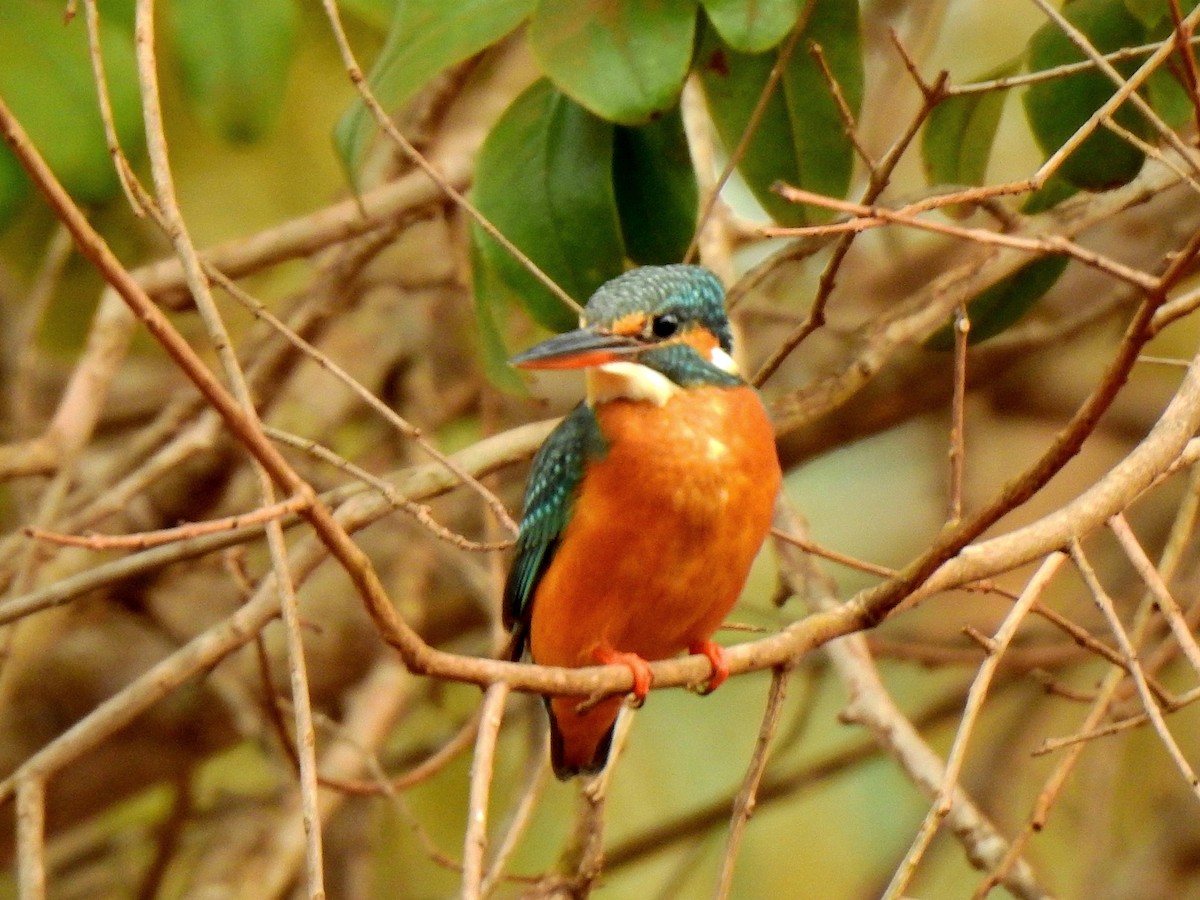 Common Kingfisher - John Sandve