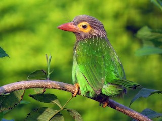  - Brown-headed Barbet