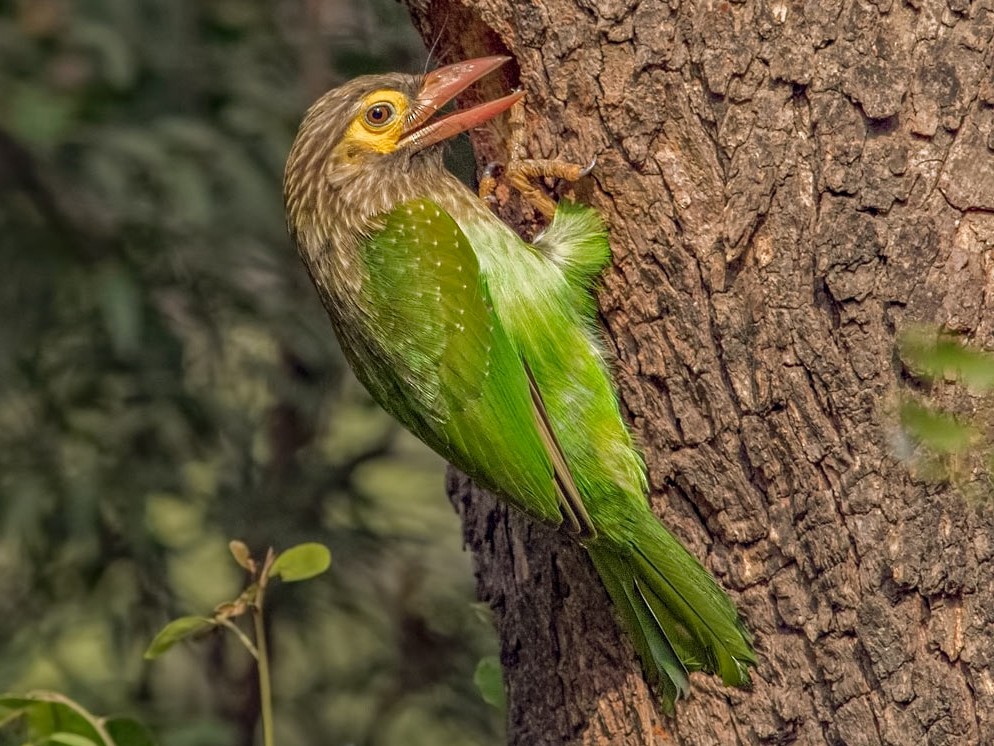 Brown-headed Barbet - Kavi Nanda