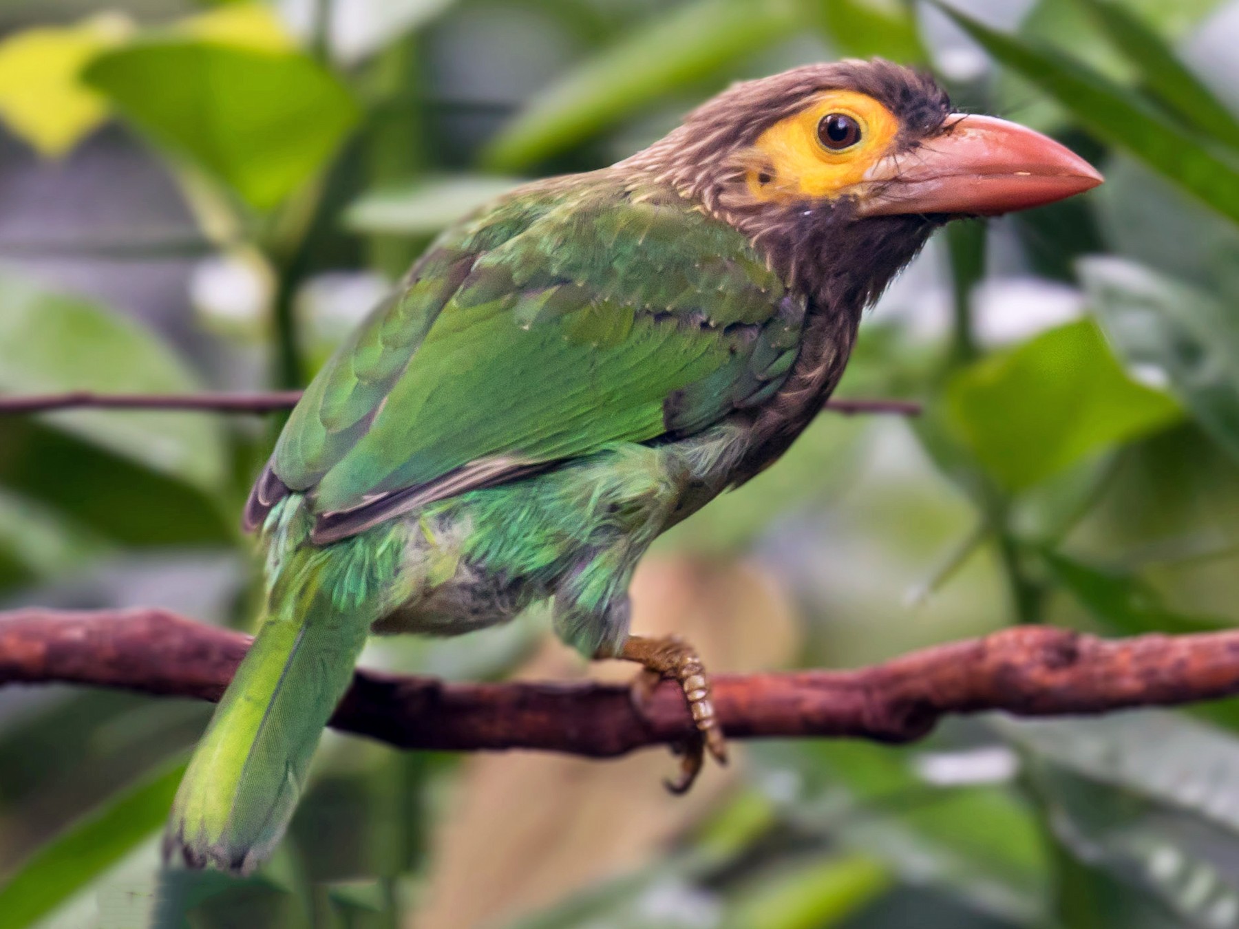 Brown-headed Barbet (Large Green Barbet) - eBird