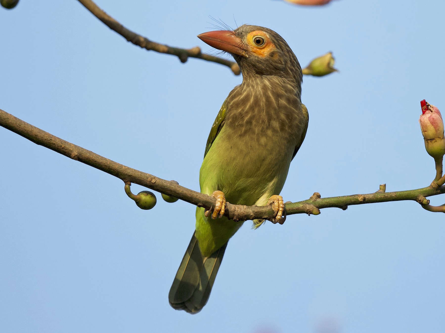 Brown-headed Barbet (Large Green Barbet) - eBird