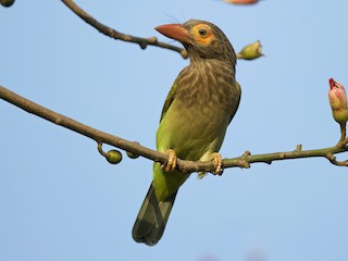  - Brown-headed Barbet