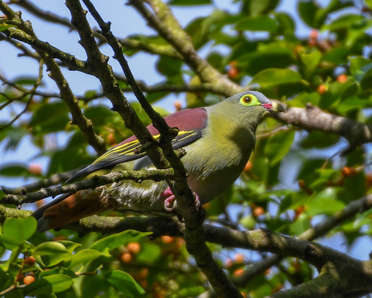 Thick-billed Green-Pigeon - ML133723171