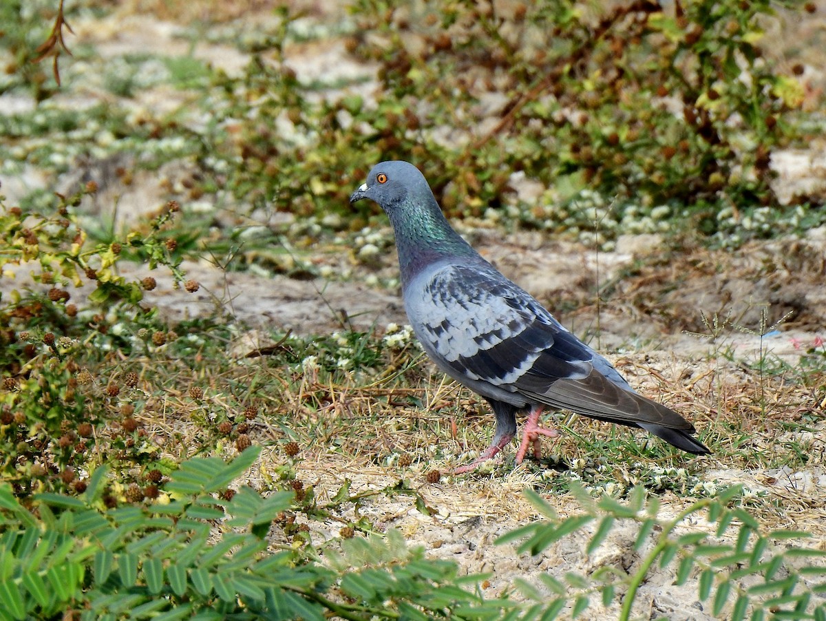 Rock Pigeon (Feral Pigeon) - ML133723511