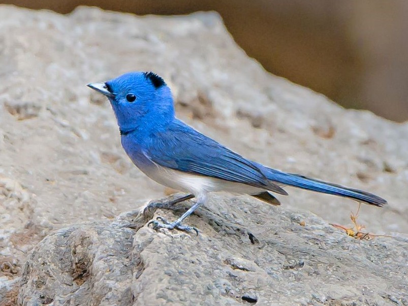 Black-naped Monarch - Rajesh Mangal