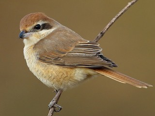 Молодая птица (Brown) - Rajinikanth Kasthuri - ML133724631