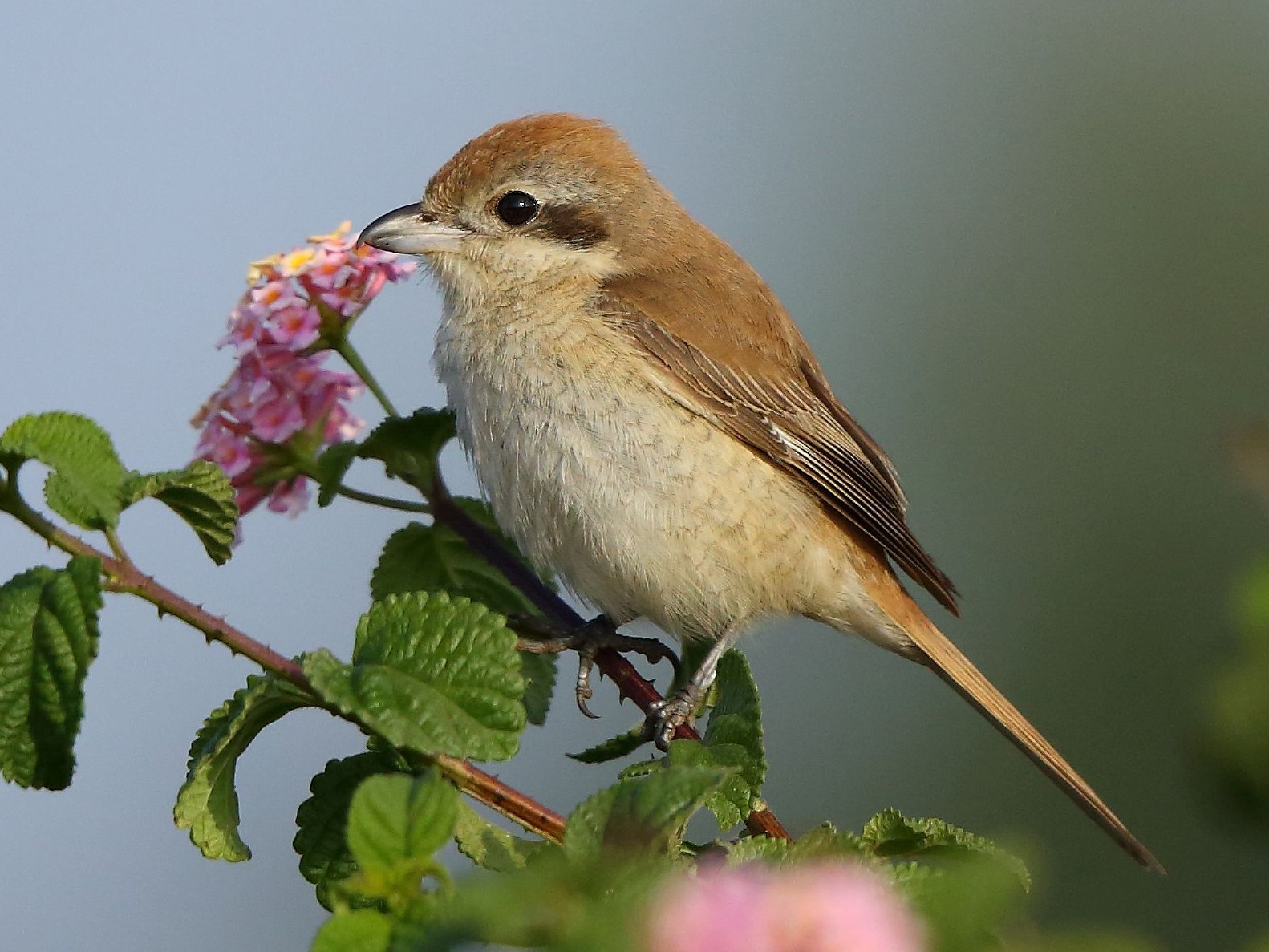 Brown Shrike - Albin Jacob