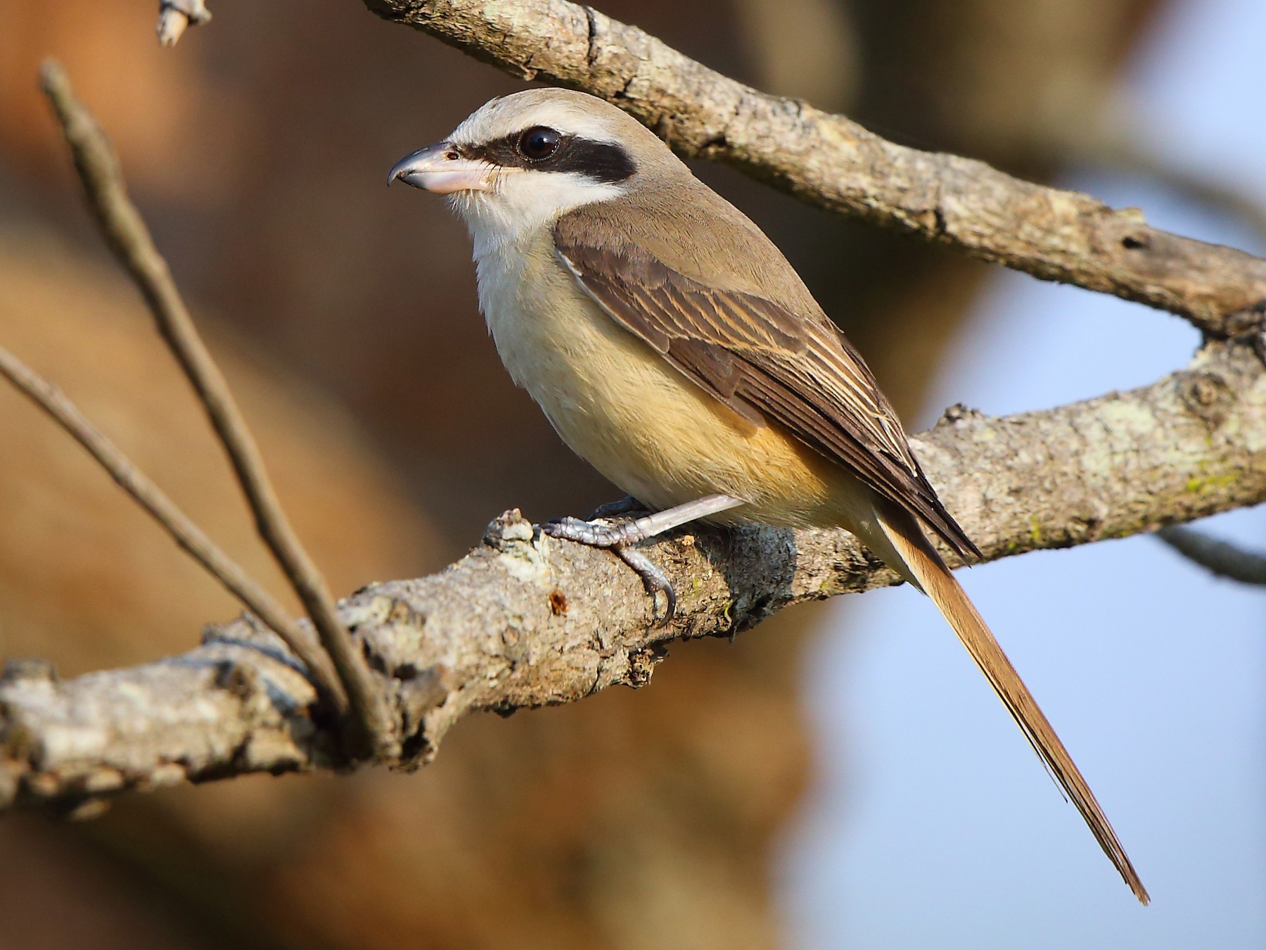 Brown Shrike - eBird