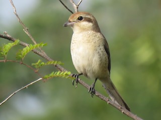 Молодая птица (Brown) - Selvaganesh K - ML133724681