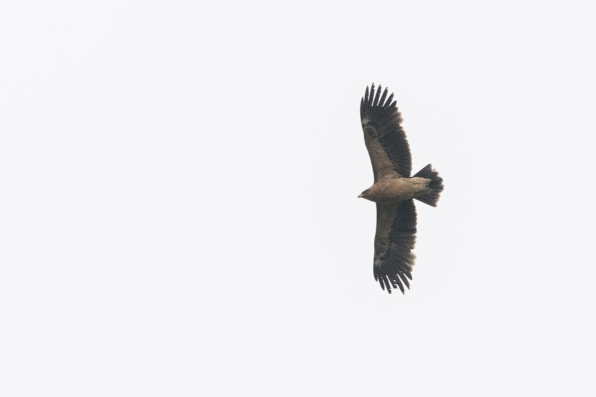 Greater Spotted Eagle - Hans Norelius