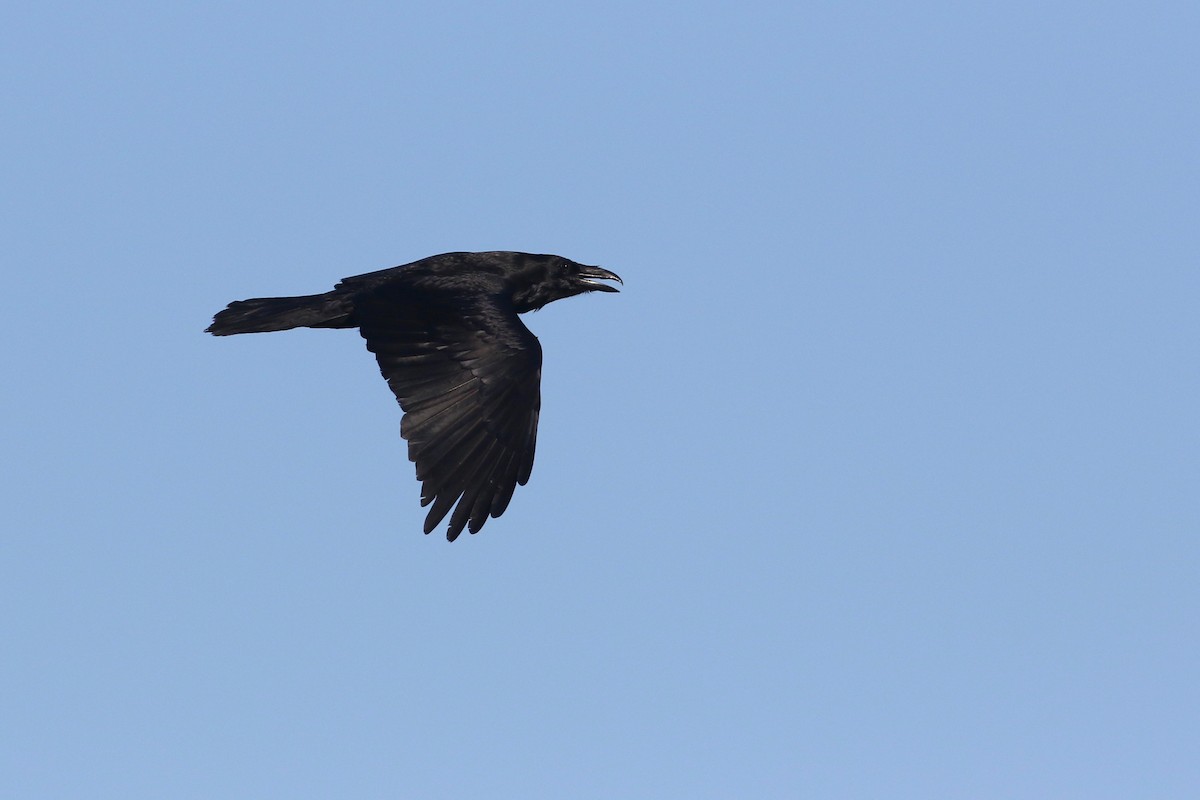 Common Raven - Keenan Yakola