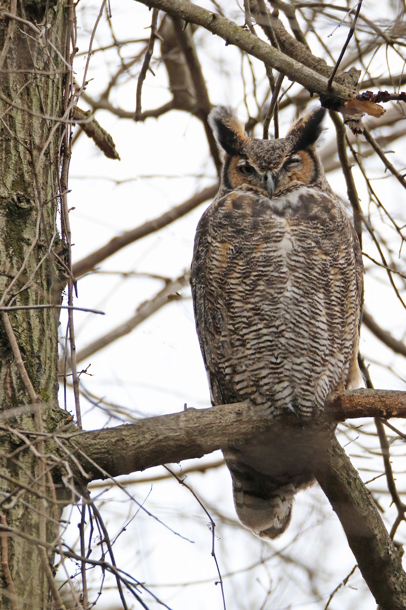 Great Horned Owl - Robert Ferguson