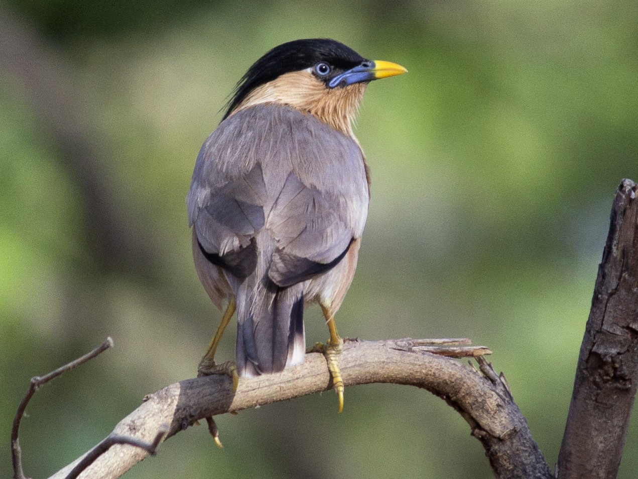Brahminy Starling, Sturnia Pagodarum, Bird By Yogesh, 60% OFF