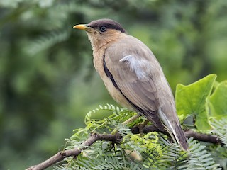  - Brahminy Starling