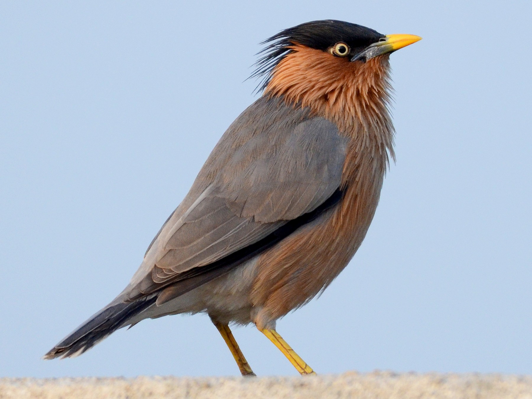 Brahminy Starling - eBird