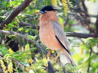  - Brahminy Starling