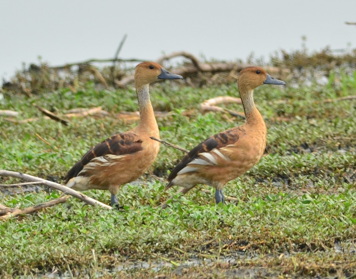 Fulvous Whistling-Duck - ML133729241