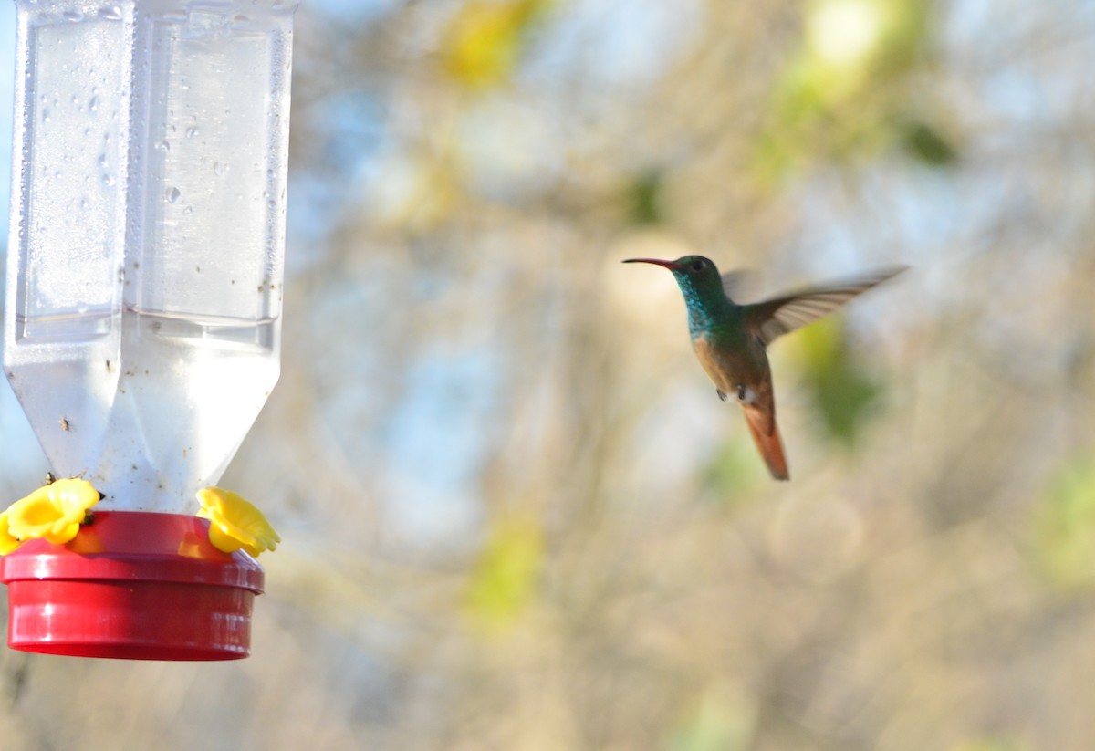 Buff-bellied Hummingbird - ML133729581