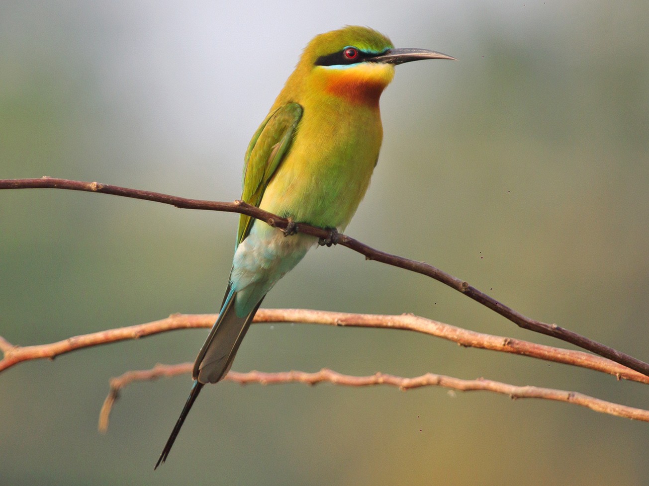 Blue-tailed Bee-eater - David Clark