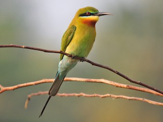  - Blue-tailed Bee-eater