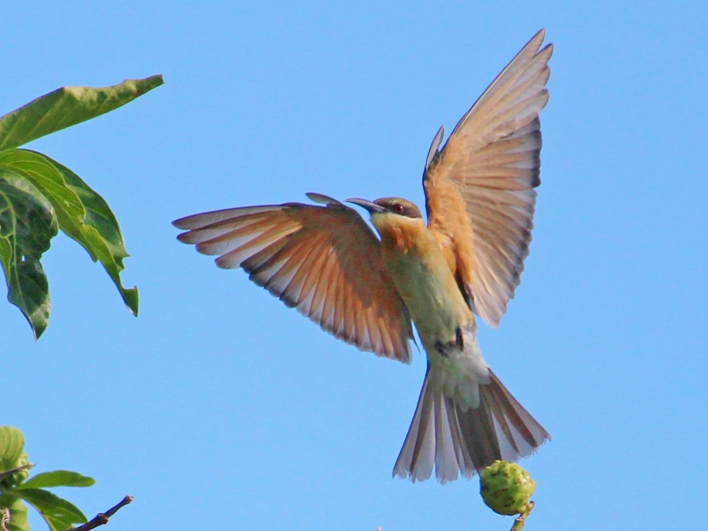 Blue-tailed Bee-eater - Bruno Durand