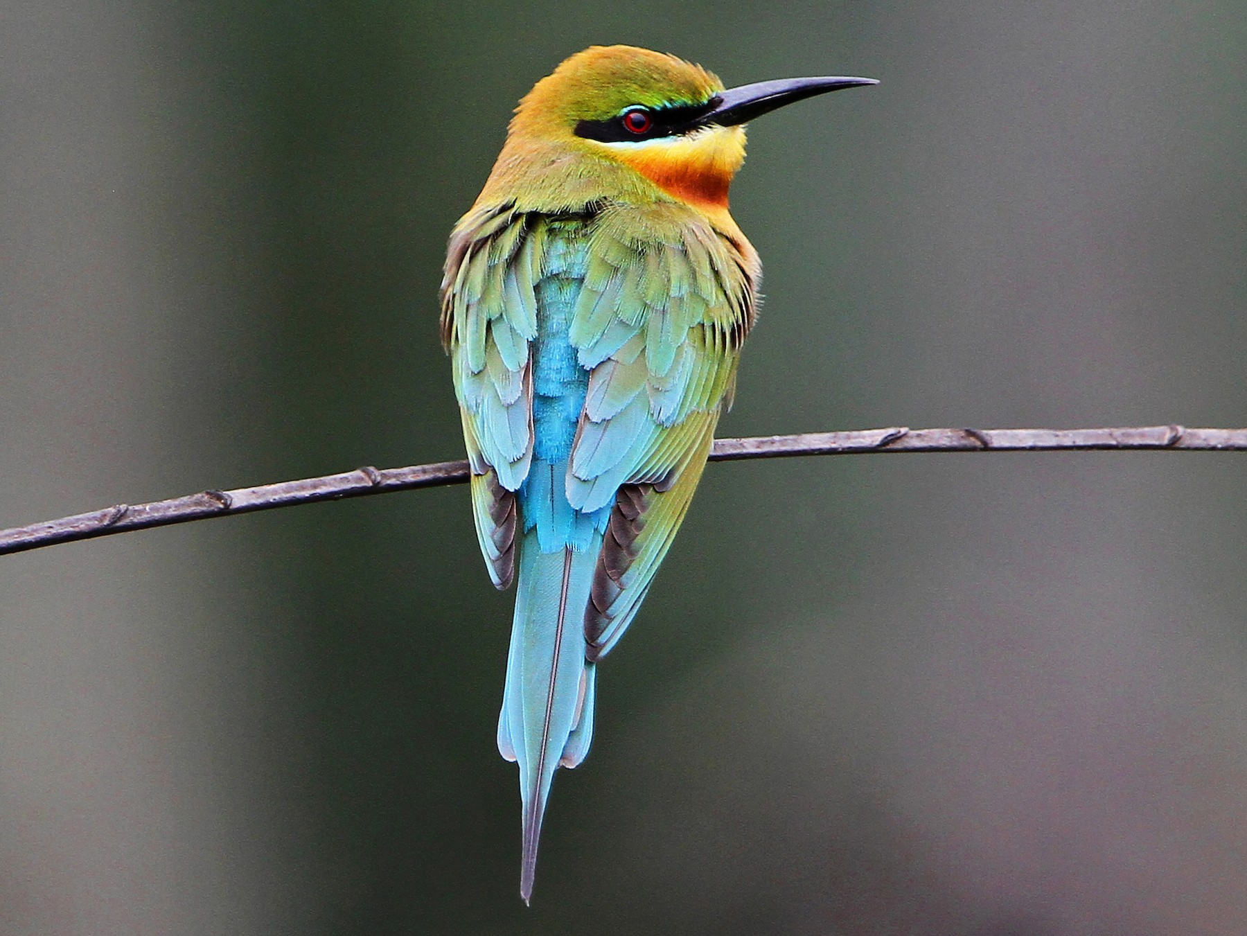 Blue-tailed Bee-eater - Christoph Moning