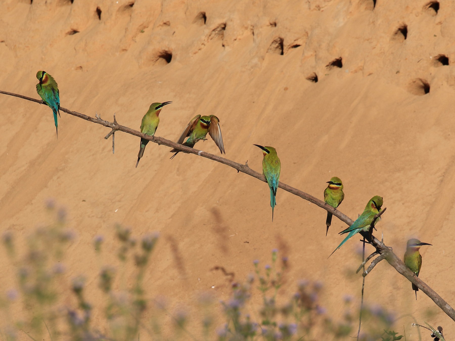 Blue-tailed Bee-eater - ST Chien